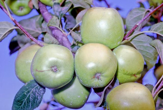 Macy Apple - Half-Standard MM106