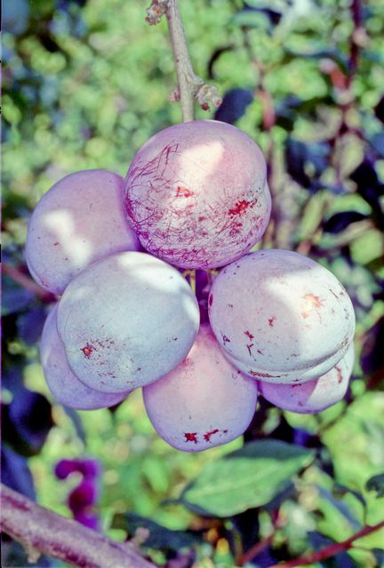 Mallard Plum - Full Standard