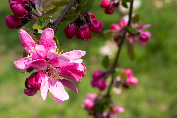 Malus Profusion Improved Crab Apple - Espalier 1 Tier