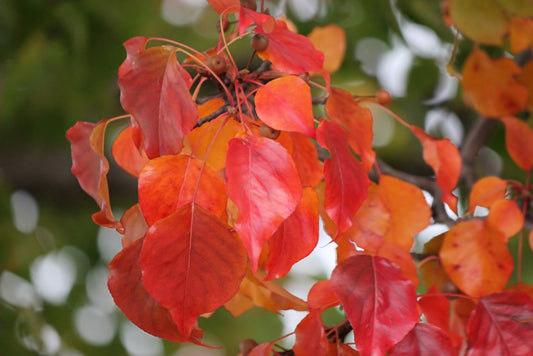 Malus Tschnoskii (Pillar Tree) - Bush