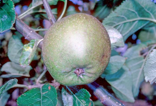 Mannington Pearmain Apple - Espalier (1 Tier)