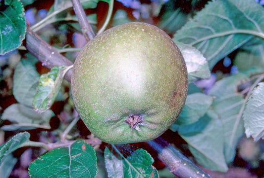 Mannington Pippin Apple - Stepover