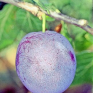 Marjorie's Seedling Plum - Bush