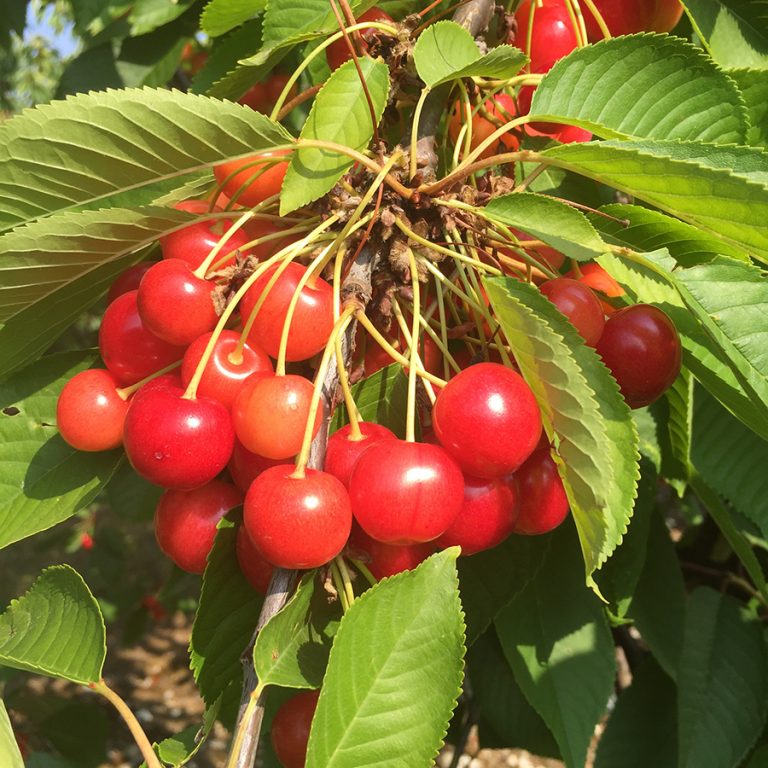 Merton Glory Cherry - Half-Standard