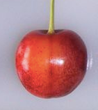 Merton Late Cherry - Half-Standard