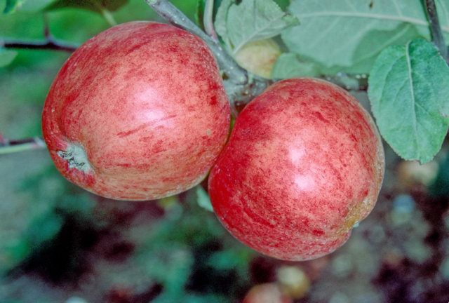 Miller's Seedling Apple - 1 Tier Espalier