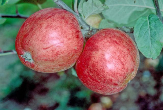 Miller's Seedling Apple - Half-Standard MM106