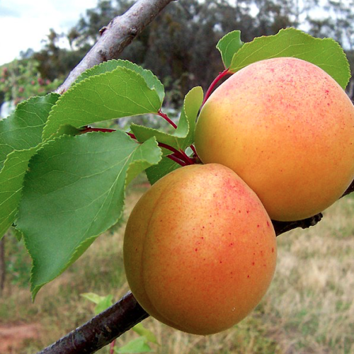 Moorpark Apricot - Bush