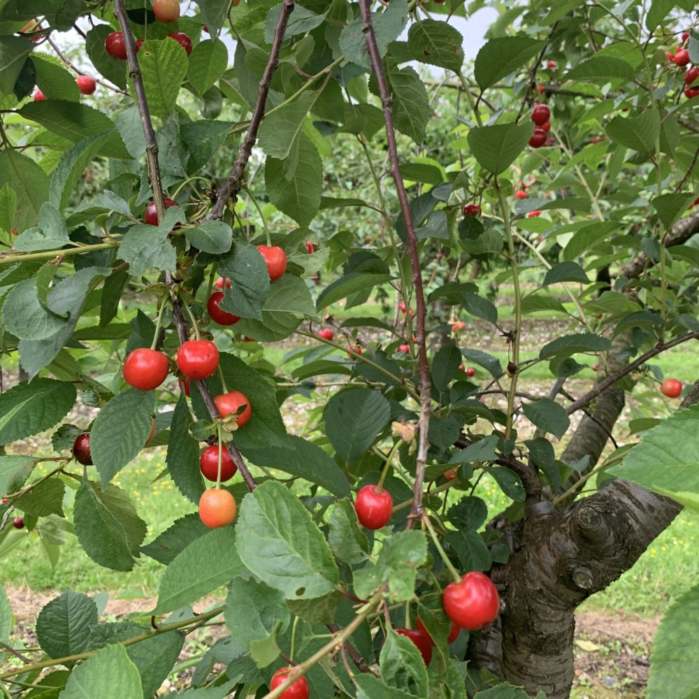 Morello Cherry - FAN Trained Tree