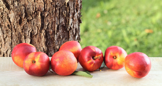 Nectared Nectarine - FAN