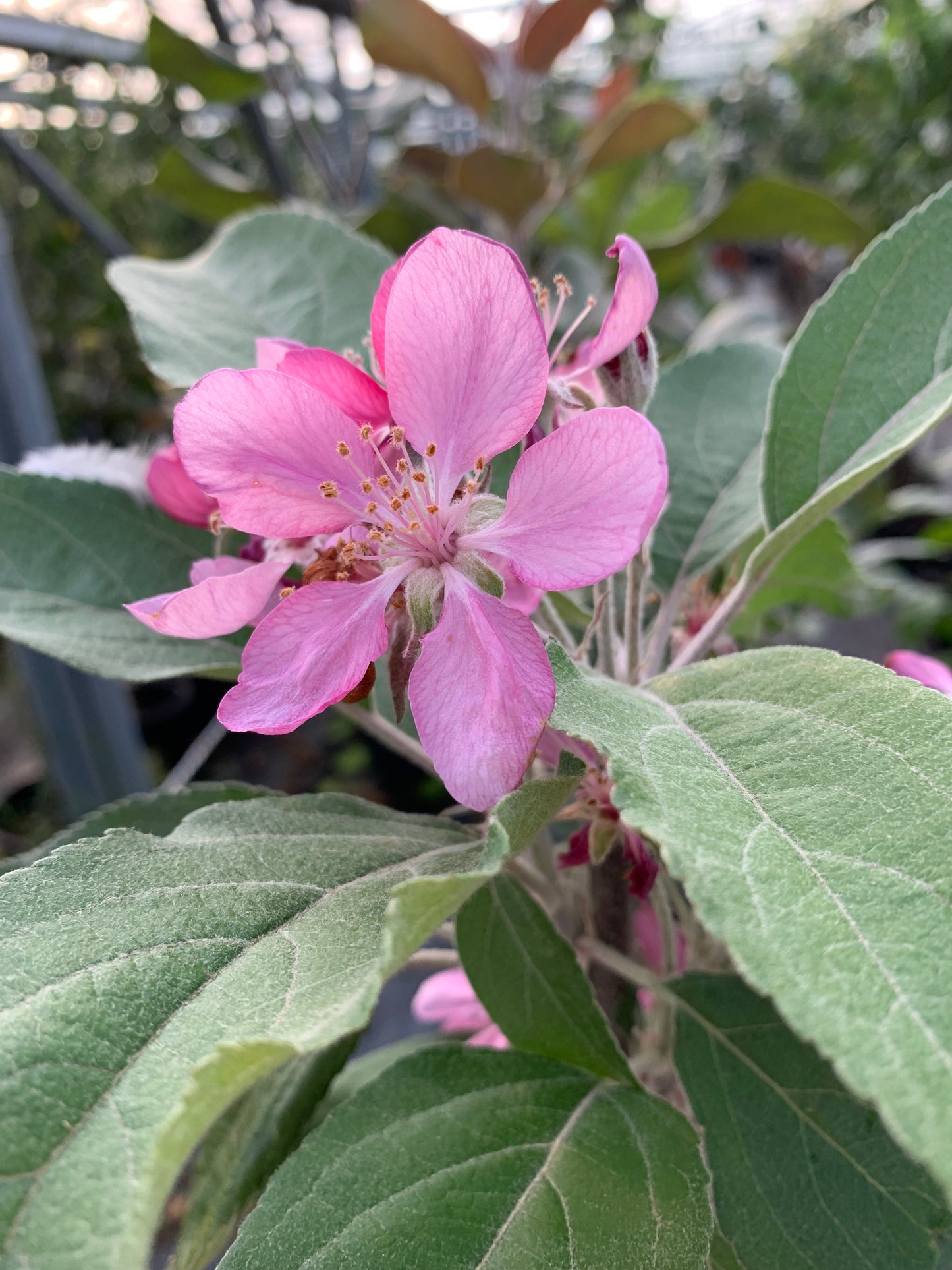 Malus Neville Copeman  - Espalier (1 Tier)