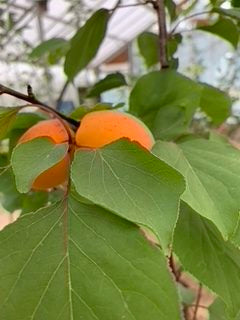 New Large Early Apricot - FAN