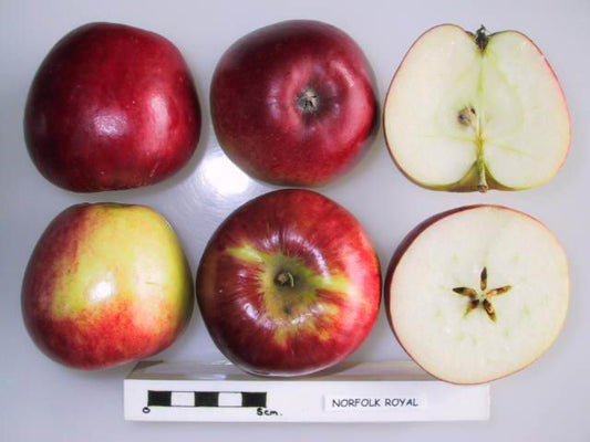 Norfolk Royal Apple - Half-Standard
