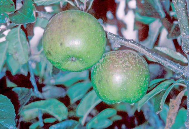 Northern Greening Apple - Half-Standard