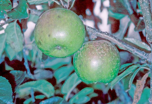 Northern Greening Apple - Half-Standard