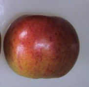 Orange Goff Apple - Stepover (Mature specimen)