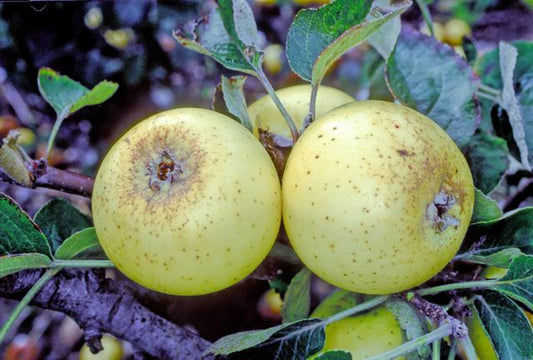 Oslin Apple - Espalier (1 Tier)
