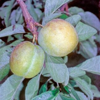 Oullins Golden Gage - Bush