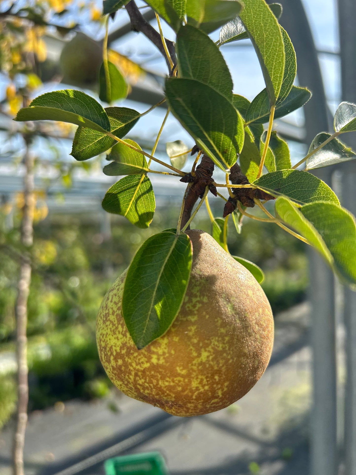 Packham's Triumph Pear - Stepover