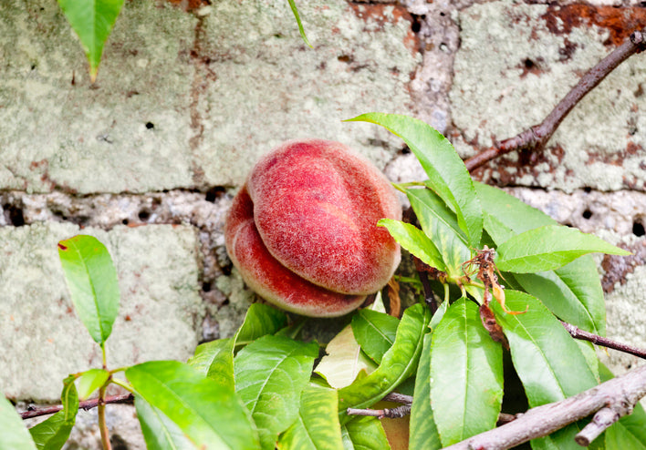 Peregrine Peach - Bush