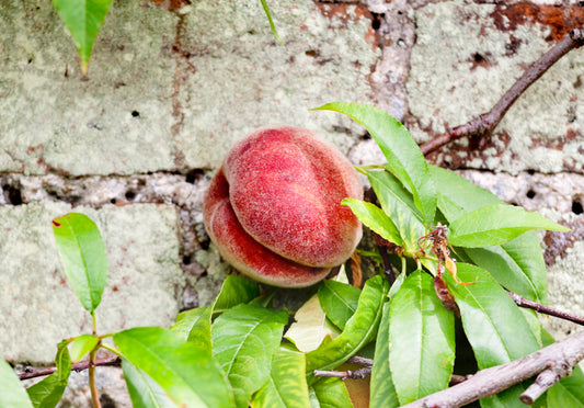 Peregrine Peach - Bush