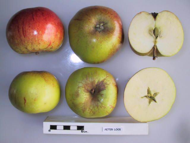 Peter Lock Apple - Half-Standard
