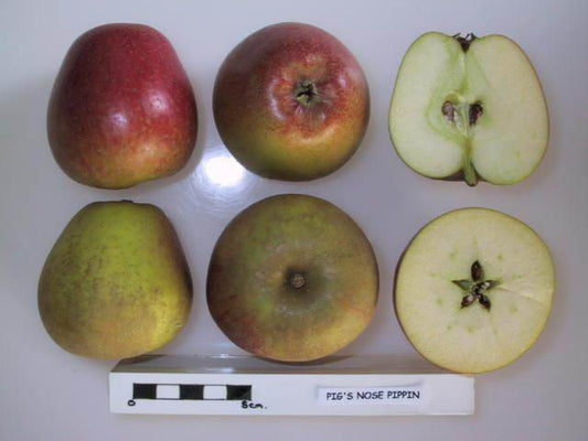 Pig Nose Pippin Apple - Half-Standard