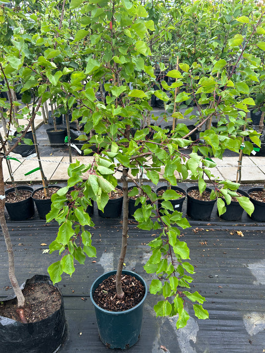 Pink Marry Apricot