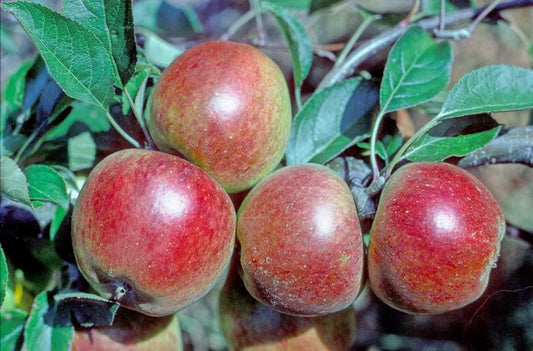 Queen Cox apple tree