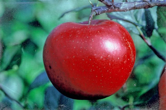 Red Devil apple tree