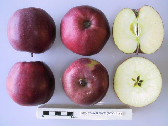Red Jonaprince Apple - Half-Standard