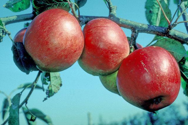 Red Pippin (Fiesta) Apple - Bush