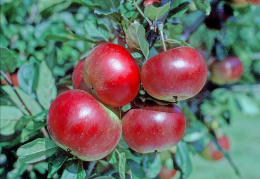 Redsleeves Apple MM111 - Half Standard