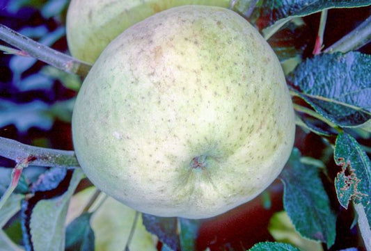 Reverend W Wilks Apple - Stepover