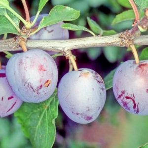 River's Early Plum - Bush