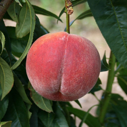 Rochester Peach - Bush