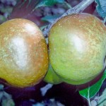 Rosemary Russet Apple - Stepover