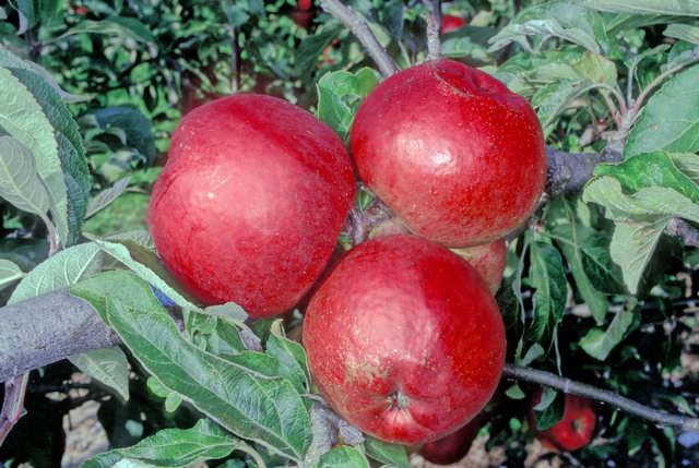 Saltcote Pippin Apple - Espalier (1 Tier)