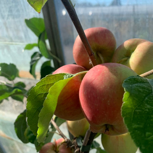 Saturn Apple - Half-Standard MM111