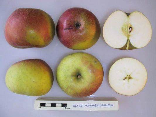 Scarlet Nonpareil Apple - Half-Standard MM106