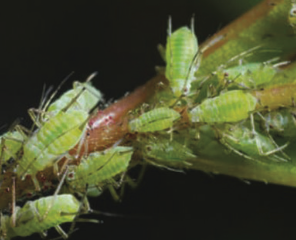 APHIDS