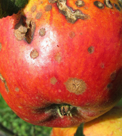 APPLE SCAB