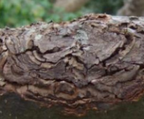 CANKER