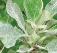 POWEDRY MILDEW