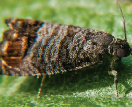 CODLING MOTH
