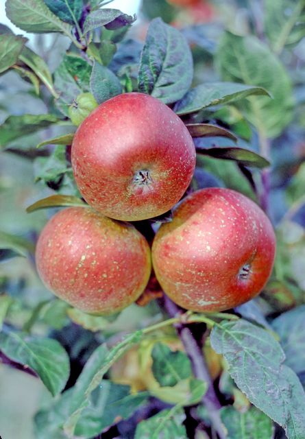 Shinfield Seedling Apple - Half-Standard MM106