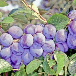 Shropshire Prune Damson - FAN Trained Tree