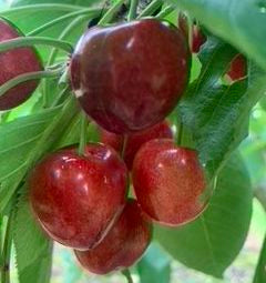 Sunburst Cherry FAN Trained Tree