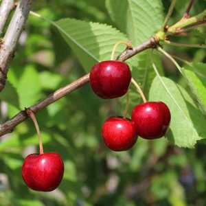 Sweetheart Cherry - Bush