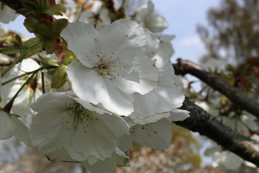 Tai Haku (Great White Cherry)